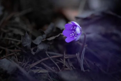 Liverleaf Flower Blooming Through Dry Leaves in Lithuania Stock Photos