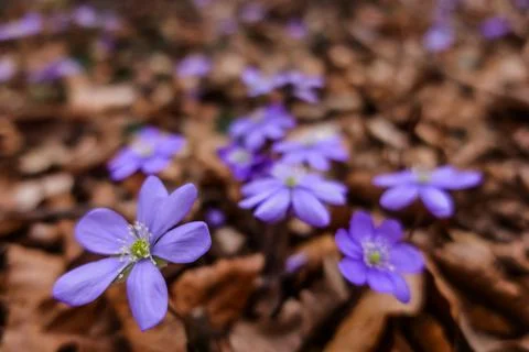 Liverleaf flower while hiking in the forest and spring detail Stock Photos