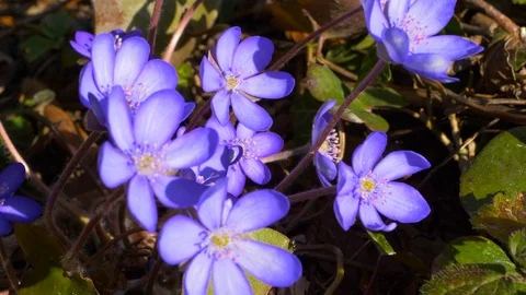 Liverleaf in Spring Stock Footage 126822966