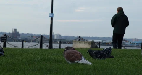 Liverpool Stock-Footage 101490233