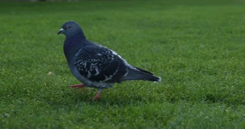 Liverpool Stock Footage 101490437