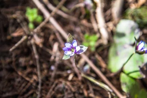 Liverwort (Anemone hepatica) Stock Photos
