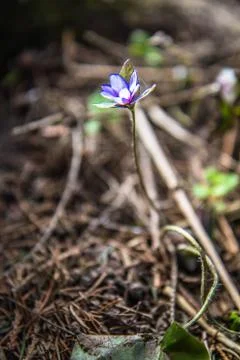 Liverwort (Anemone hepatica) Stock Photos