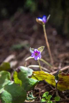 Liverwort (Anemone hepatica) Stock Photos
