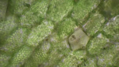 Liverwort chloroplasts viewing under the microscope, timelapse, Bryophyta, Stock Footage 165612876