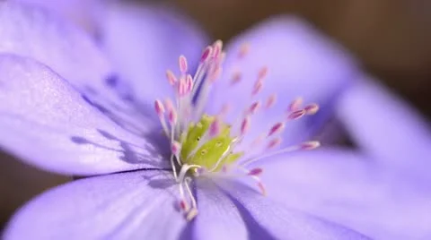 Liverwort (Hepatica nobilis) Stock Footage