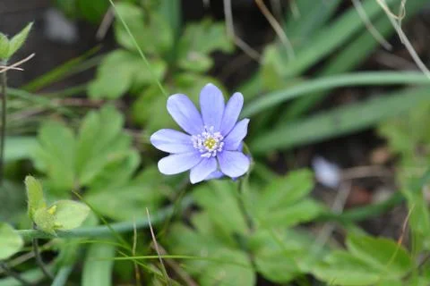 Liverwort Stock Photos