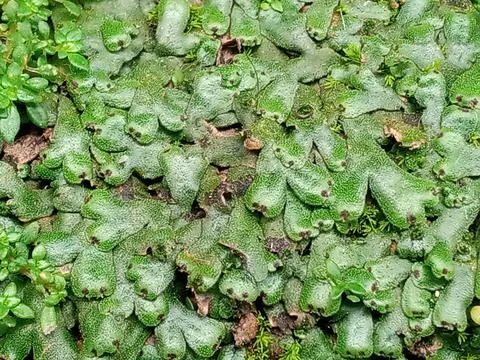 Liverwort Stock Photos