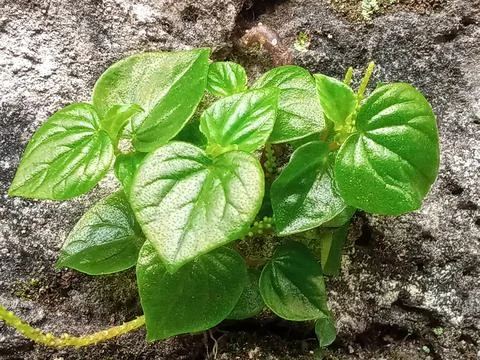 Liverwort Foto stock