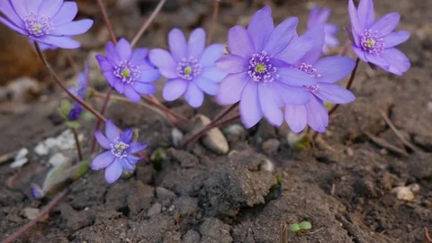 Liverworts moving on the cold spring wind Stock Footage 105867957