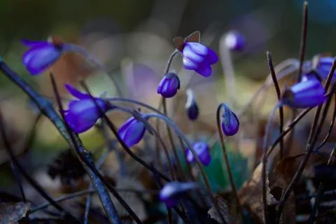 Liverworts Stock Photos