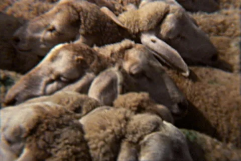 Livestock Animal Market V.2 - Algeria 1970s Vintage Super8 Film Stock Footage