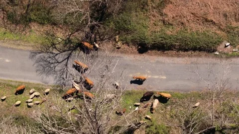 Livestock Animals Across The Roads On The Mountains Stock Footage 311574953