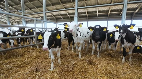 Livestock business. breeding cows Stock Footage