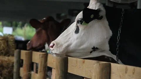 Livestock - Cows Stock Footage 8540148