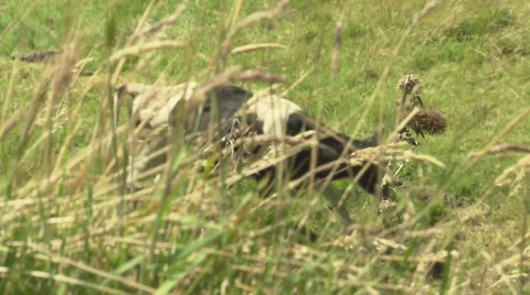 Livestock Cows Stock Footage 32539521