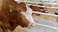 Livestock farm HD Footage