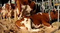 Livestock farm HD Footage