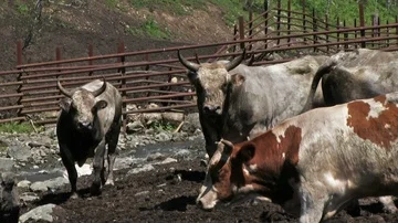Livestock Farm Видео 85925441