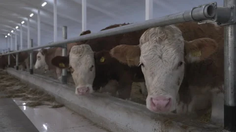Livestock farm Stock-Footage 242380983