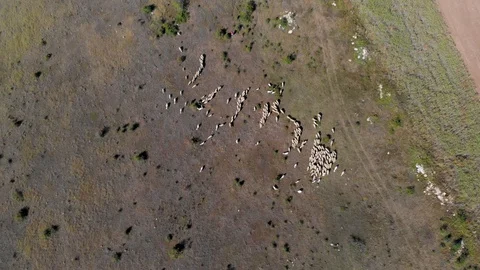 Livestock on field during summer, shot from above with a drone Stock Footage