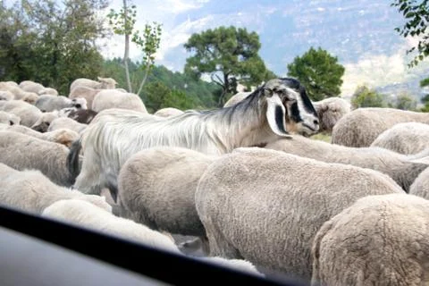 Livestock, flock of sheep walking on the street Stock Photos