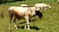 Livestock HD Footage