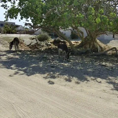 Livestock Stock Footage 236265406