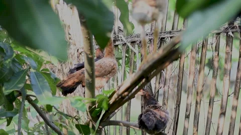 Livestock Stock Footage 243274835