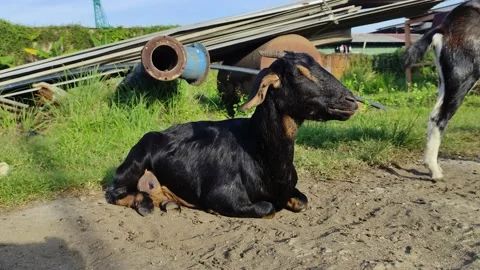 Livestock goat Stock Footage 237409685