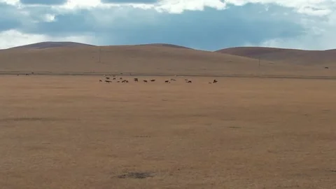 Livestock Herd Moving Over Open Grassland in Inner Mongolia, China Stock Footage 344035924