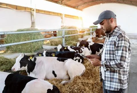 Livestock inspector using a digital tablet to check cows on the farm Stock Photos