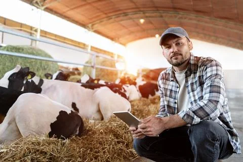 Livestock inspector using a digital tablet to check cows on the farm Stock Photos
