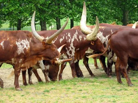 Livestock migration Stock Photos