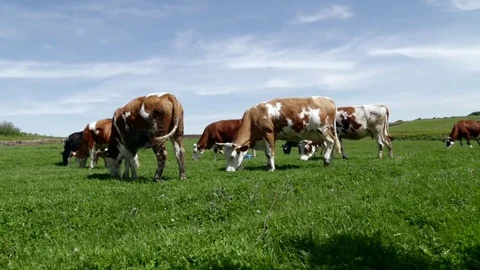 Livestock in nature Stock Footage 82108928