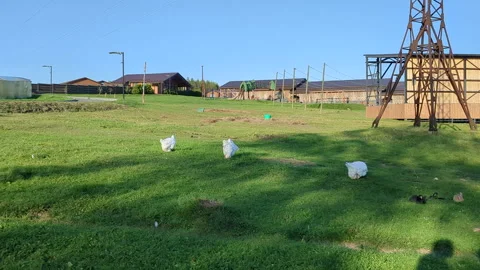 Livestock on pasture based grazing. Video stock 317620754