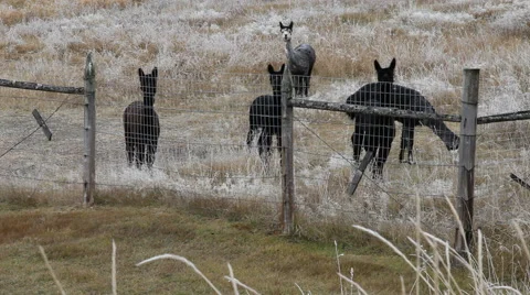 Livestock in Pen Video stock 40813128