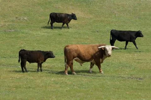 Livestock Foto stock