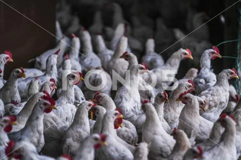 LIVESTOCK Stock Photos