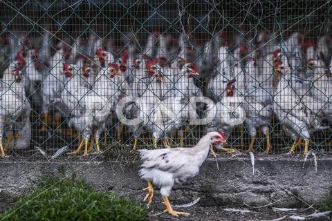 LIVESTOCK Stock Photos