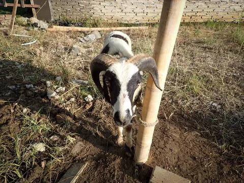 Livestock Fotos Stock