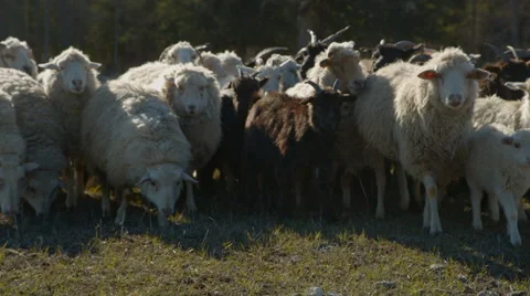 Livestock roaming on spring Stock Footage 67287629