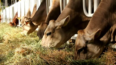 Livestock sector Stock Footage