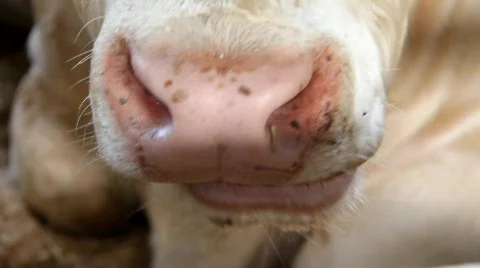 Livestock sector Stock Footage 784336