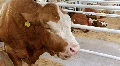 Livestock sector HD Footage