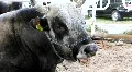 Livestock sector HD Footage