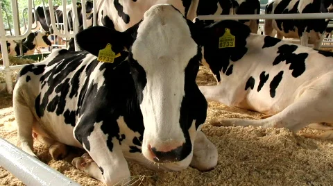 Livestock sector Video stock 787670