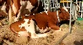 Livestock sector HD Footage