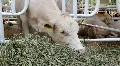 Livestock sector HD Footage
