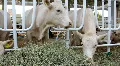 Livestock sector HD Footage